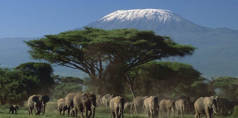 8 Days, 7 Nights Safari – Lake Nakuru, Maasai Mara, Naivasha and Amboseli Park