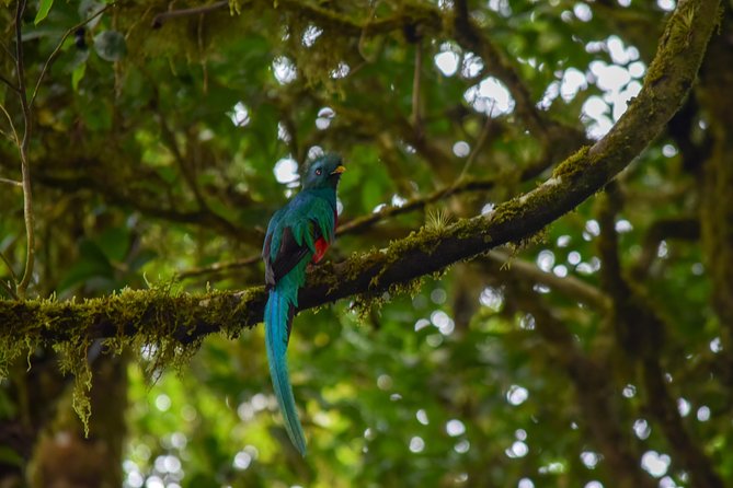 Curi-Cancha Wildlife & Bird Watching tour