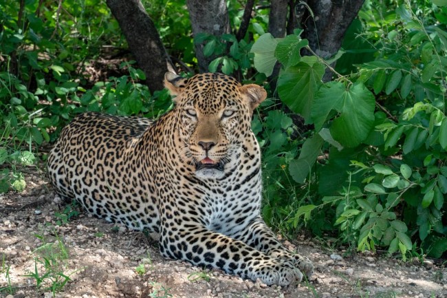 Day Trip – Tsavo East National Park ( Man Eater Lions of Tsavo & Other Big Five)