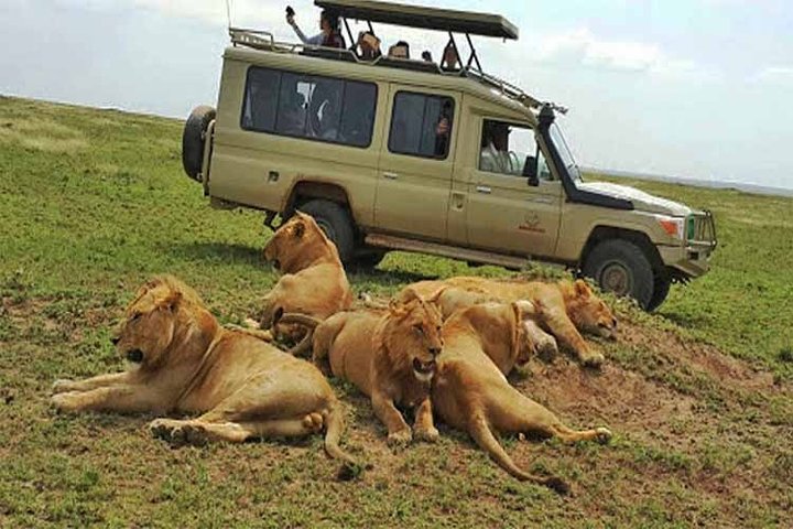 Safari 10 Days, 9 Nights – Lake Nakuru, Maasai Mara, Naivasha, Amboseli & Tsavo