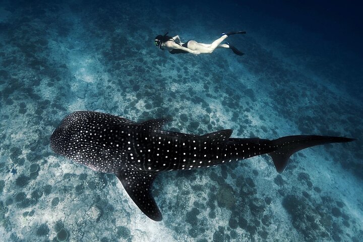 Maafushi: Whale sharks & Manta rays snorkeling with Dolphin watching