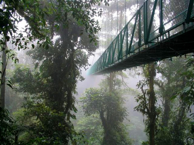 Monteverde Cloud Forest nature walk