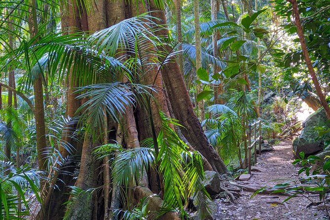 Tamborine Mountain and Paradise Point Tour from Brisbane